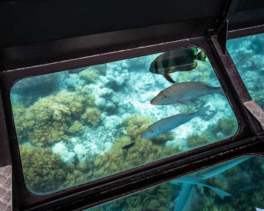 From Cairns: Full-Day Green Island Cruise - Crew, Comfort, and Pacing: How the Day Stays Relaxed