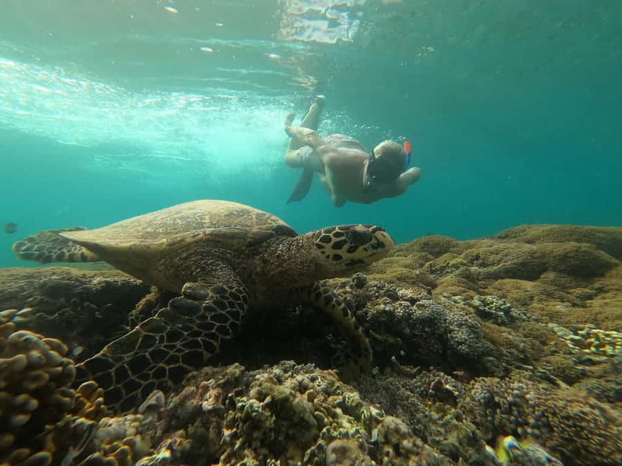 From Gili Air : 3 Islands Snorkeling Trip with Sea Turtles - Key things to know before you go