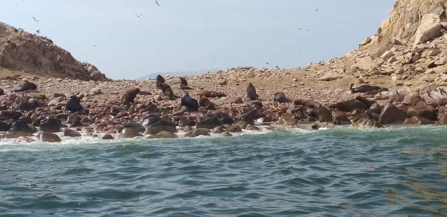 From Paracas: Ballestas Island Cruise & Paracas Reserve Tour - Key points before you go