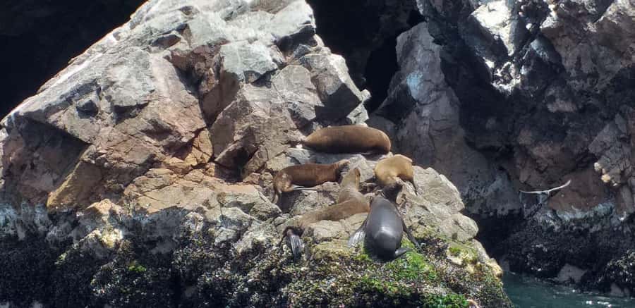 From Paracas: Ballestas Island Cruise & Paracas Reserve Tour - FAQ