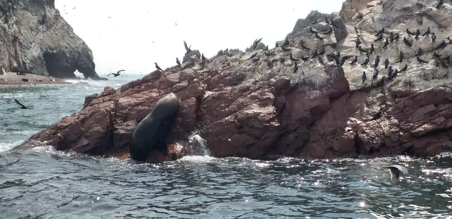 From Paracas: Ballestas Island Cruise & Paracas Reserve Tour - From LAS ADVENTURE to the speedboat: the start matters