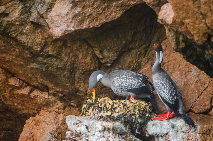 From Paracas: Ballestas Island Cruise & Paracas Reserve Tour - Lunch near Lagunillas and then on to Huacachina