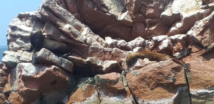 From Paracas: Ballestas Island Cruise & Paracas Reserve Tour - Who should book this Paracas day trip