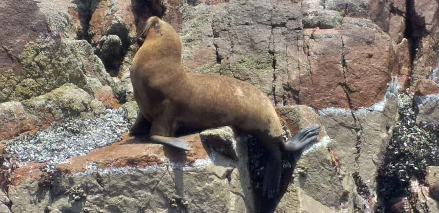 From Paracas: Ballestas Island Cruise & Paracas Reserve Tour - Should you book the Ballestas and Paracas Reserve tour?