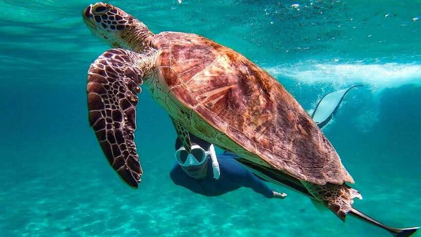 From Puerto Princesa: Port Barton & Island Hopping Day Trip - Turtle Spot and Reef Time: What Sea Turtle Snorkeling Really Means