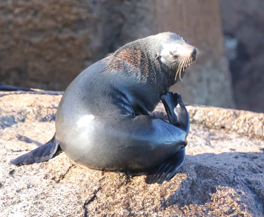 From Triabunna: Maria Island Cruise & Guided Walk with Lunch - Maria Island on foot: wildlife time and the Fossil Cliff walk angle