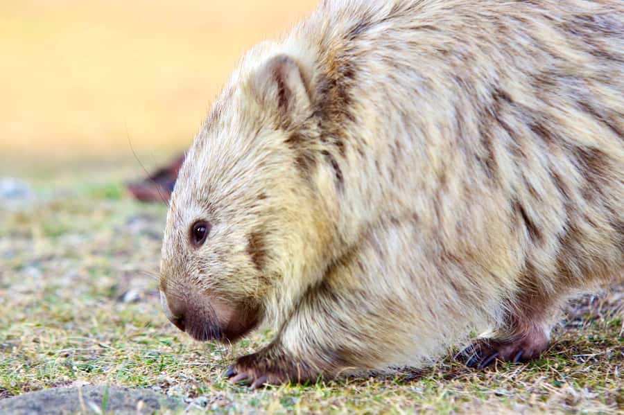 From Triabunna: Maria Island Cruise & Guided Walk with Lunch - Island of Seals (Ile Des Phoques): what you can realistically expect