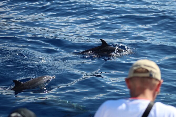 Half Day Madeira Island Cruise with Lunch - How the half-day Madeira cruise fits your schedule