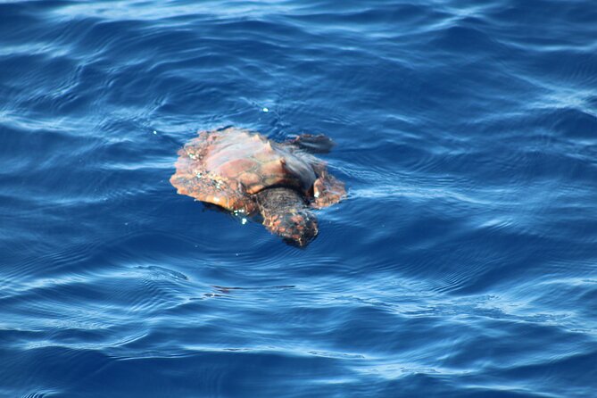 Half Day Madeira Island Cruise with Lunch - Onboard vibe: lunch, drinks, and real places to sit