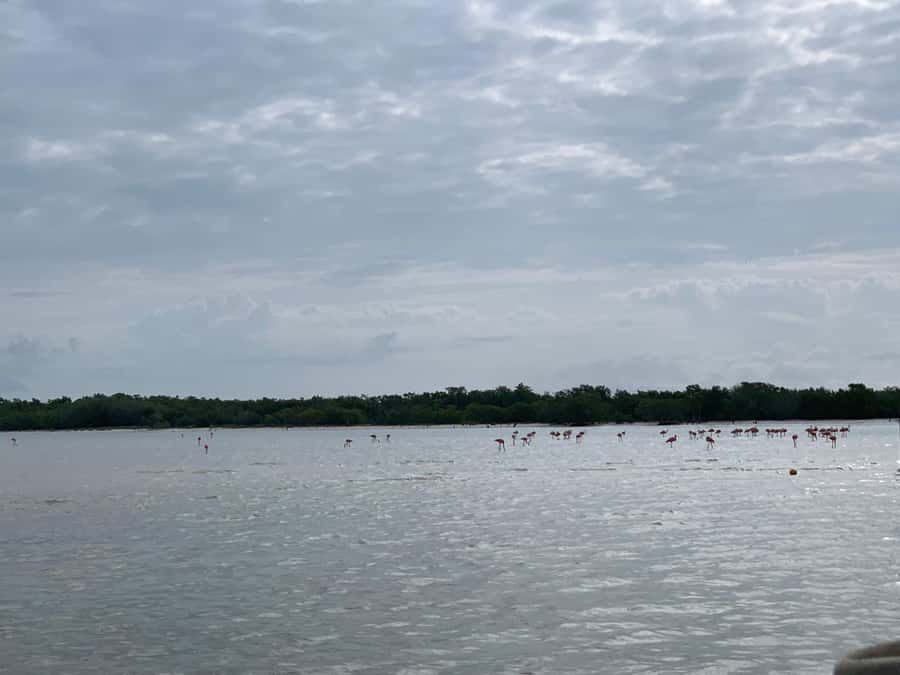 Holbox: Three Islands Tour - What to bring (and what to skip) for the best boat day