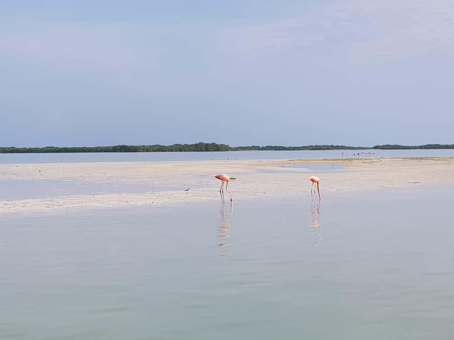 Holbox: Three Islands Tour - Who this tour suits best in real life
