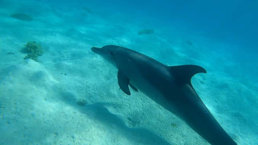Hurghada: 3 Islands, Dolphins & Snorkel Yacht Trip w/ Lunch - The Real Appeal: 3 Islands Without the Hassle