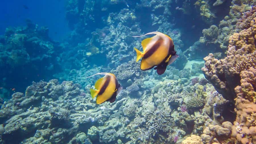 Hurghada: 3 Islands, Dolphins & Snorkel Yacht Trip w/ Lunch - Giftun Island National Park: The Snorkeling Stop Most People Remember