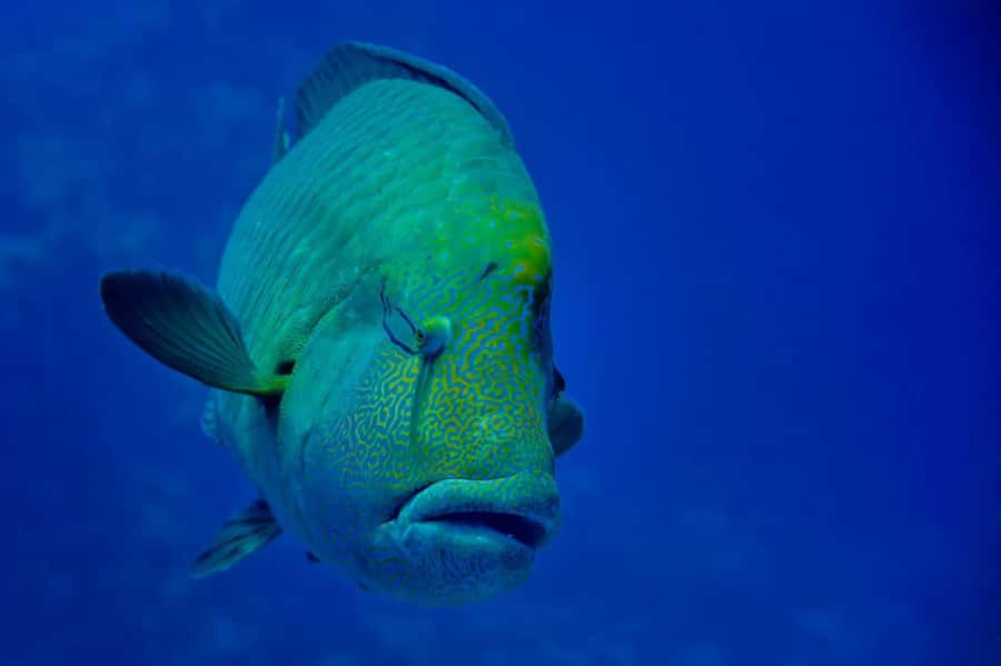 Hurghada: 3 Islands, Dolphins & Snorkel Yacht Trip w/ Lunch - Lunch on Board: More Than a Sandwich Moment