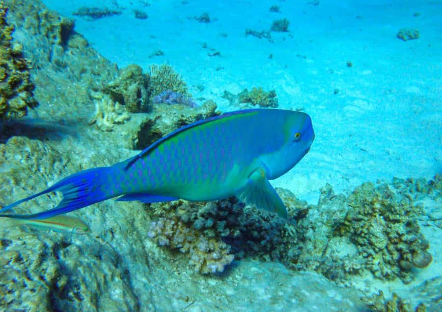 Hurghada: 3 Islands, Dolphins & Snorkel Yacht Trip w/ Lunch - Second Snorkeling and Magawish: Reef Time Plus Beach Vibes