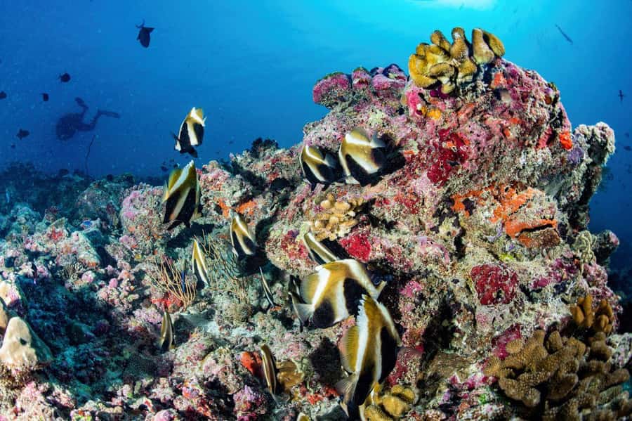 Hurghada: 3 Islands, Dolphins & Snorkel Yacht Trip w/ Lunch - Crew, Guides, and the Fun Factor (Yes, It Matters)
