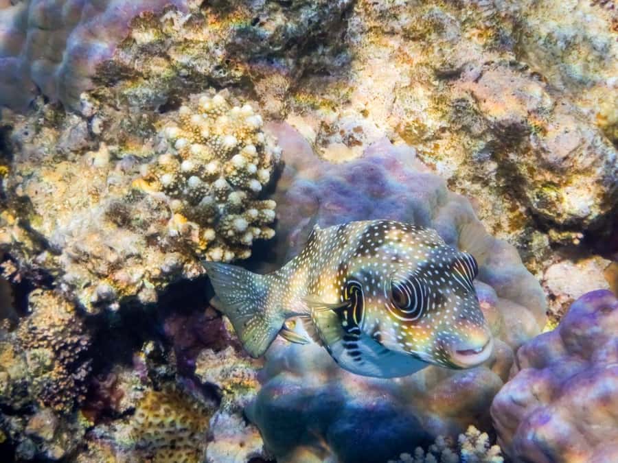 Hurghada: 3 Islands, Dolphins & Snorkel Yacht Trip w/ Lunch - Who This Trip Fits Best