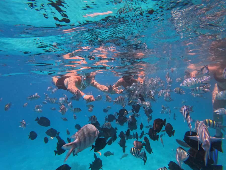 Hurghada: 4 Island Hopping Tour Dolphin, Snorkeling & Lunch - Lunch onboard: what’s in the box, and why that matters