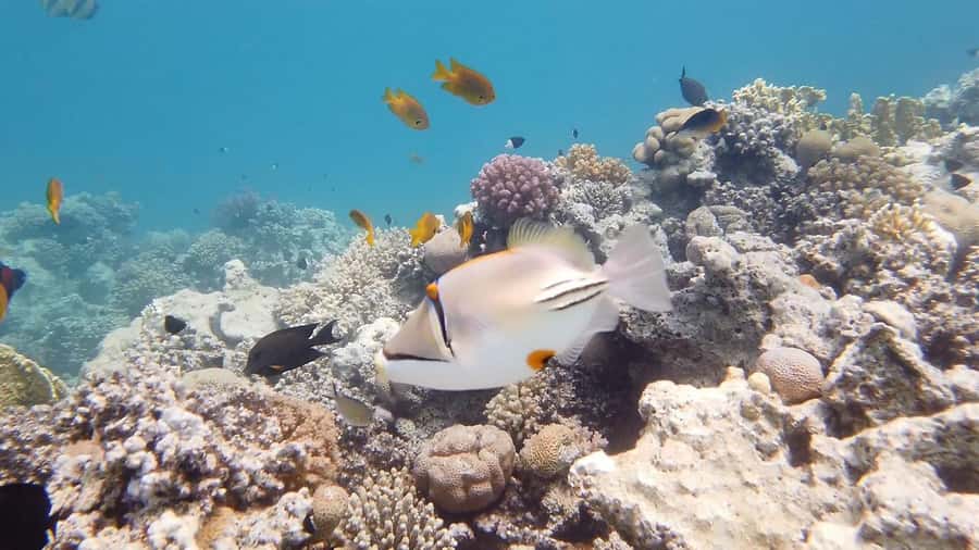 Hurghada: Premium Island Cruise with Lunch and snorkeling - Languages, guide support, and how to get the most from instruction
