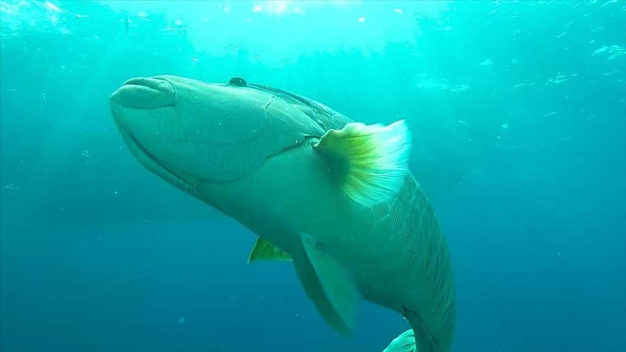 Hurghada: Premium Island Cruise with Lunch and snorkeling - Orange Bay / Giftun Island: the quick scenery hit that can change with tides