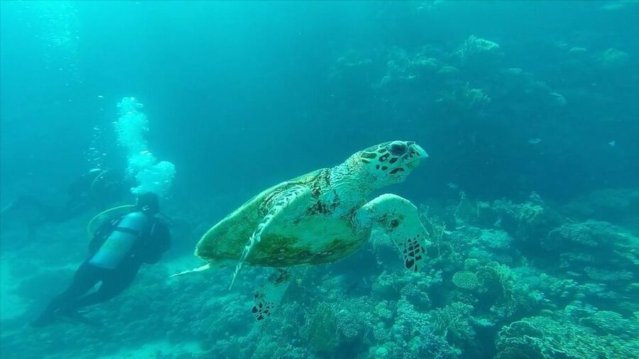 Hurghada: Premium Island Cruise with Lunch and snorkeling - Snorkeling in the Red Sea: what two guided stops mean for your experience