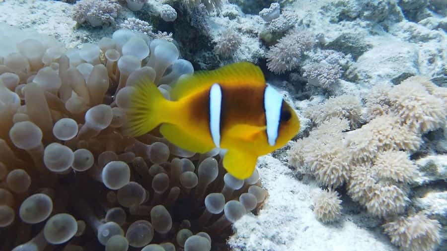 Hurghada: Premium Island Cruise with Lunch and snorkeling - The boat crew and hygiene standards: why this feels calmer
