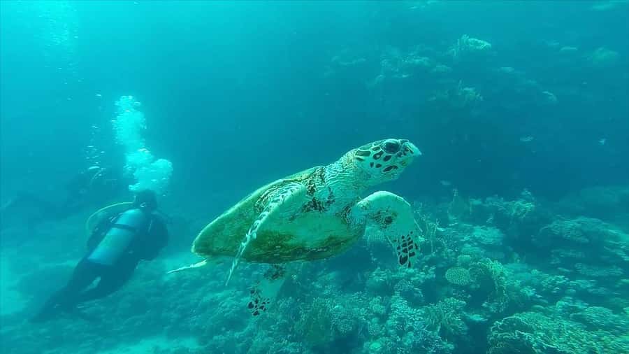 Hurghada: Premium Island Cruise with Lunch and snorkeling - Transfers, timing, and the practical side of getting there