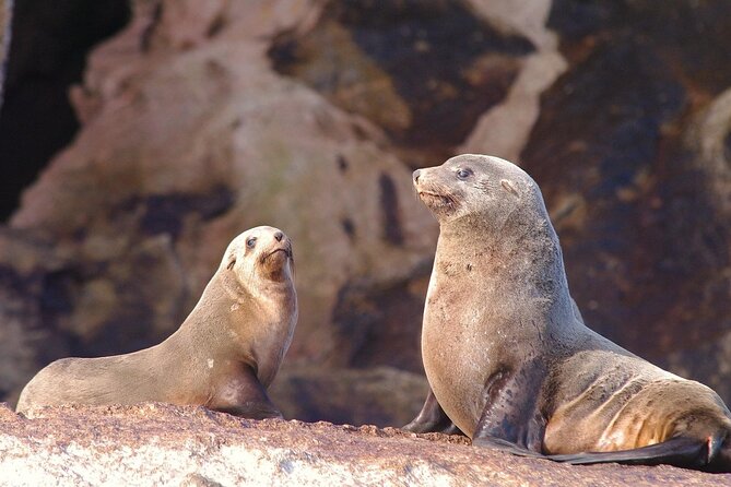 Ile Des Phoques and Maria Island Cruise and Walk Day Tour with Lunch - Key Things I’d Want You to Know First