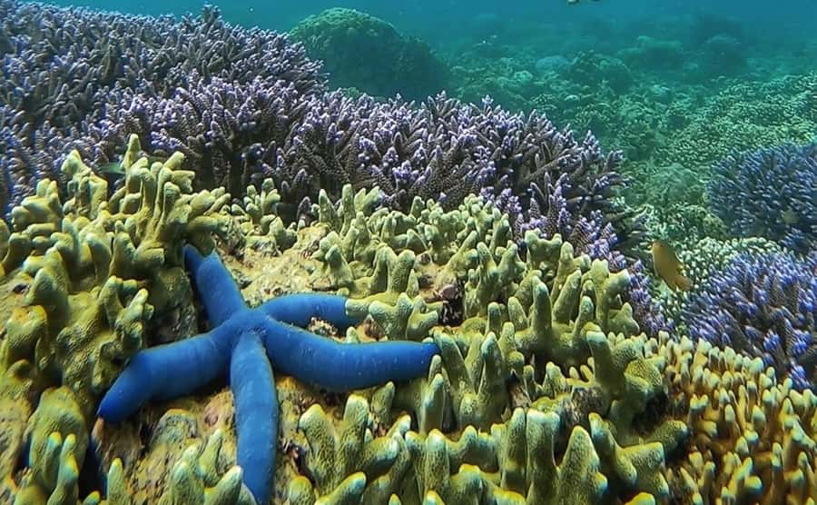 Island Hopping Gili Asahan, Gede, Rengit, Layar & Goleng - Gili Layar: Fish Spotting, a Walk, and the Lunch Break You’ll Appreciate