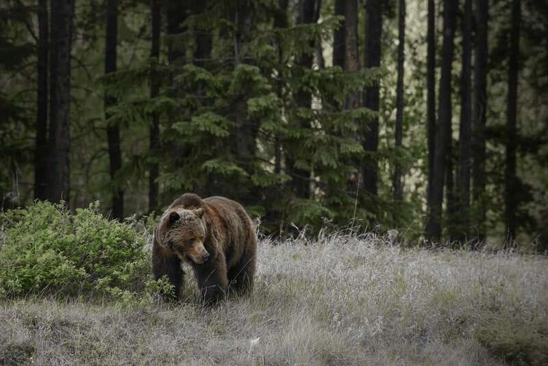 Jasper: Maligne Valley Wildlife & Spirit Island Cruise - Who this Jasper tour fits best