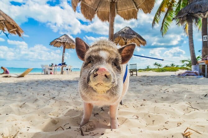 Koh Samui: Island Hopping Adventure in Coral and Pig Island - Koh Tean coral time: snorkeling, swimming, and a beach break that feels earned
