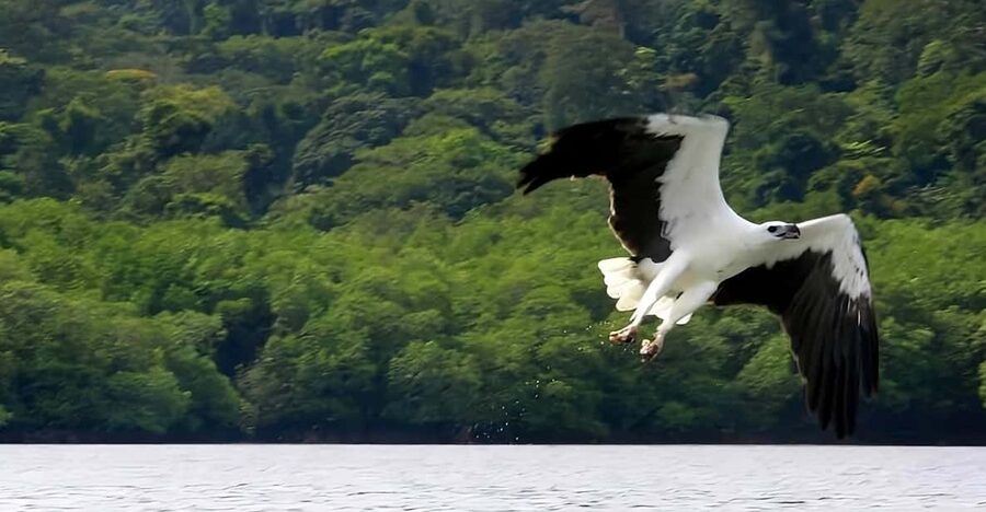 Langkawi: Island Hopping Shared or Private Boat Options - Pulau Singa Besar: Big Lion Island for Views and Photos