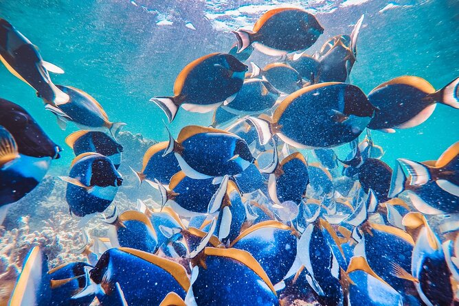 Maafushi: Full Day Snorkeling and Island Hopping Experience - Getting to Maafushi Marina1 and what a 9:30 am start really means