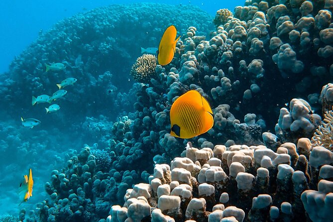 Maafushi: Full Day Snorkeling and Island Hopping Experience - Stop 1: Anantara Reef and Coral Garden snorkeling (this is the main event)