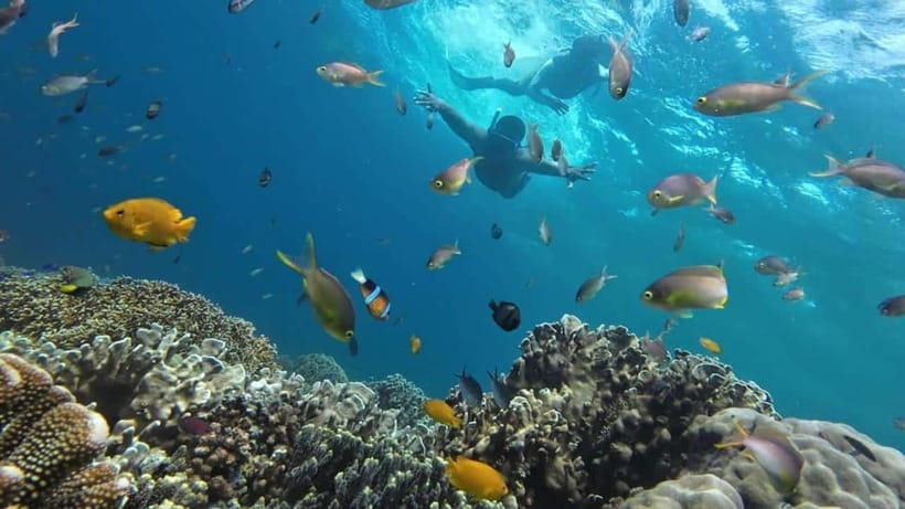 Mactan Island Hopping Gilutungan, Caohagan, Nalusuan + Lunch - Nalusuan Island: Clear Water Plus the Included Lunch With a View