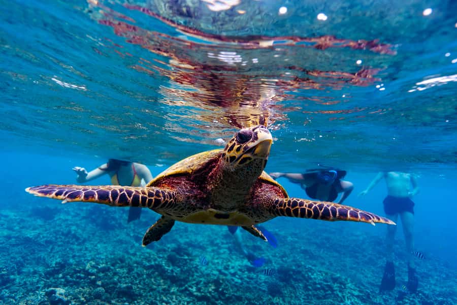 Mahé: Saint-Anne Marine Park and Moyenne Island Cruise - Moyenne Island: giant tortoises, a guided walk, and a quieter kind of fun
