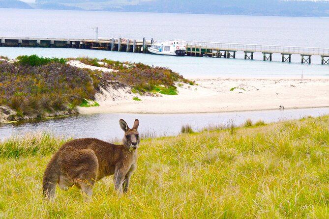 Maria Island Cruise and Guided Walk Day Tour with Lunch and Drinks - Food and Drinks: Salad Bowls, Morning Tea, and the Single-Serve Lunch Moment