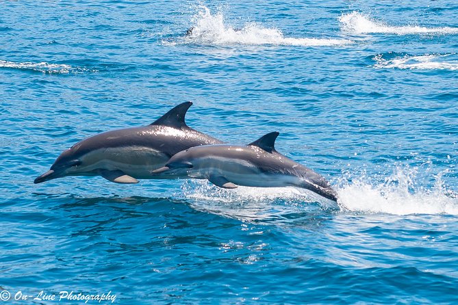 Maria Island Cruise and Guided Walk Day Tour with Lunch and Drinks - 4 Hours on the Water: Seals, Dolphins, Caves, and Commentary That Helps You See