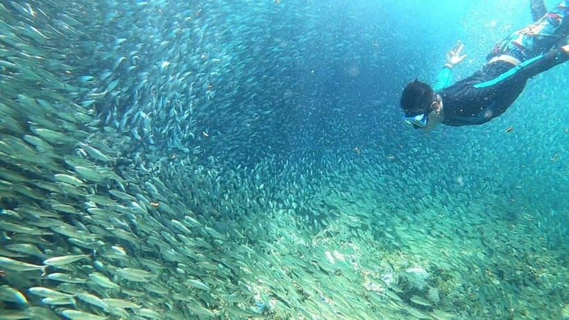 Moalboal: Pescador Island Hopping Adventure and Sardine Run - From Cebu City or Moalboal: getting to the boat without stress