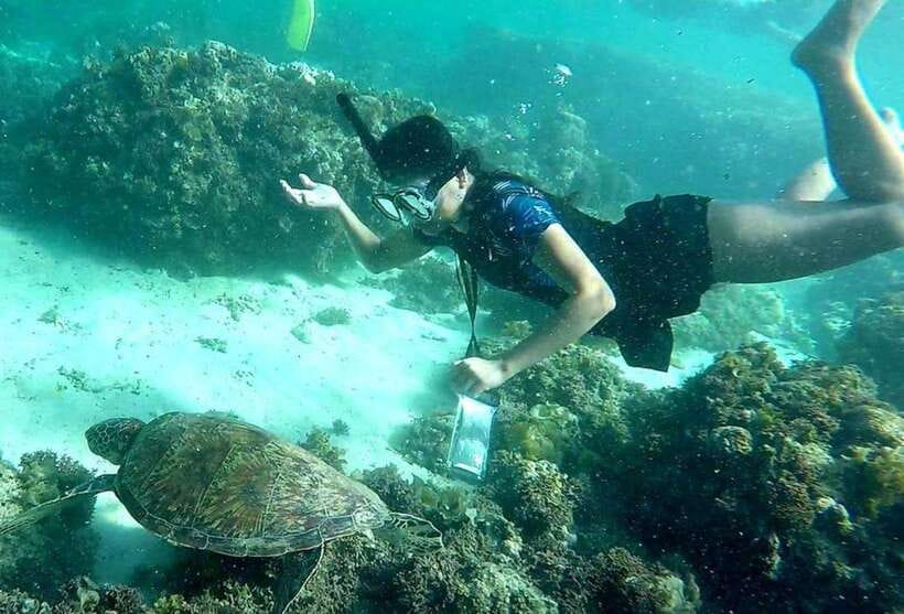 Moalboal: Pescador Island Hopping Adventure and Sardine Run - The Sardine Run: why this spot is famous