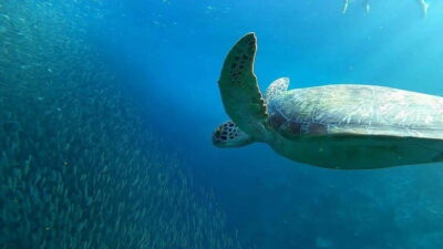 Moalboal: Pescador Island Hopping Adventure and Sardine Run - Pescador Island snorkeling: clear water, clear rules