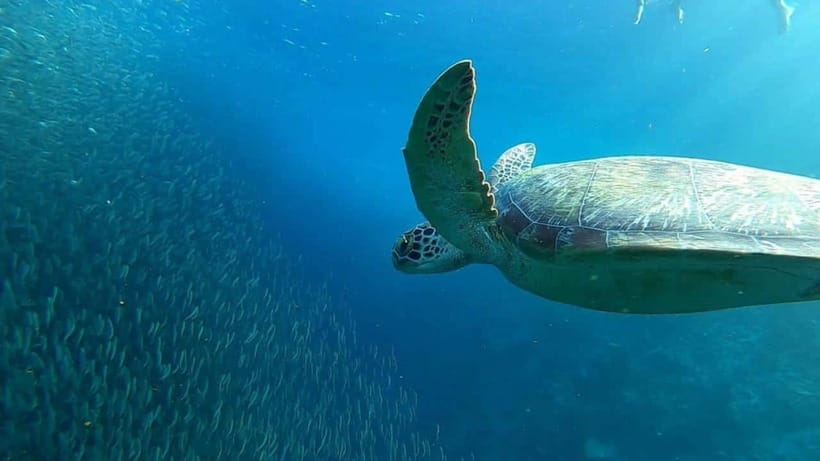 Moalboal: Sardine Run, Turtles and Pescador Island Hopping - Pescador Island: snorkeling over coral gardens and reef fish