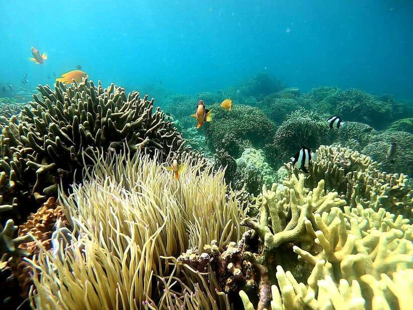 Moalboal: Sardine Run, Turtles and Pescador Island Hopping - Gear, swim comfort, and rules that keep it safe