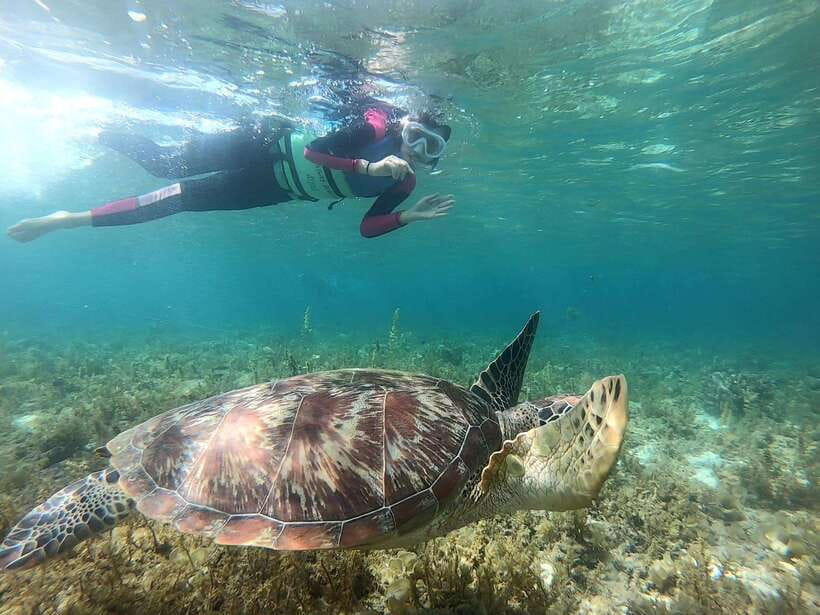Moalboal: Sardine Run, Turtles and Pescador Island Hopping - Pickup across Cebu City and beyond: comfort plus one less headache