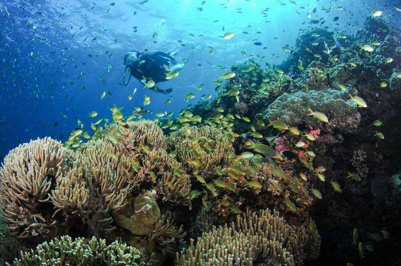 Moalboal: Scuba Diving and Pescador Island Hopping - Key Points at a Glance