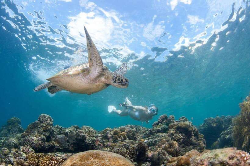 Moalboal: Scuba Diving and Pescador Island Hopping - Why Moalboal and Pescador Island Work So Well