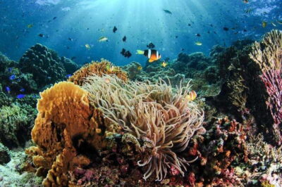 Moalboal: Scuba Diving and Pescador Island Hopping - How the One-Day Schedule Actually Feels