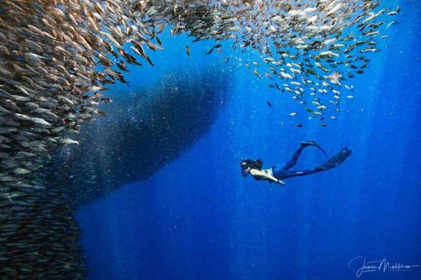 Moalboal: Scuba Diving and Pescador Island Hopping - Who Should Book (and Who Might Want to Skip)