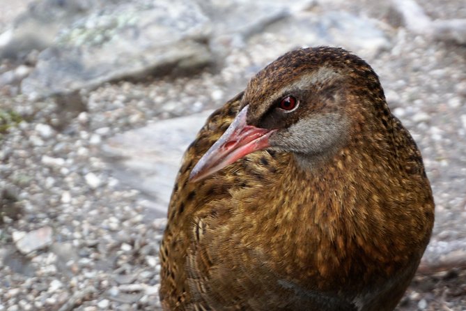 Mou Waho Island Cruise and Guided Nature Walk - Why Mou Waho feels special on Lake Wanaka