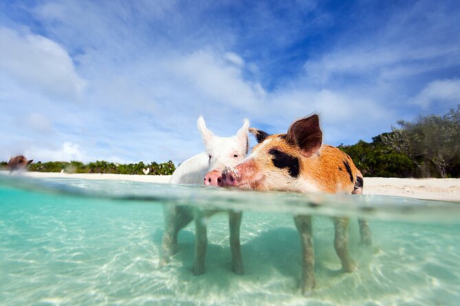 Nas: 3 islands Tour ,snorkel, Turtles, pigs and lunch - Key highlights you’ll care about